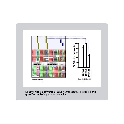 ChIP Sequencing