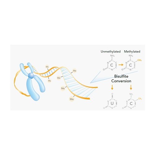 DNA Methylation Assay