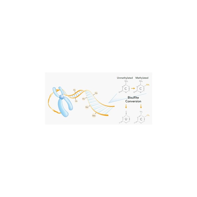 DNA Methylation Assay